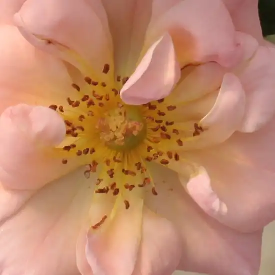 Comanda trandafiri online - Roz - trandafir acoperitor - trandafir cu parfum intens - Rosa Rift™ - Mogens Nyegaard Olesen - ,-
